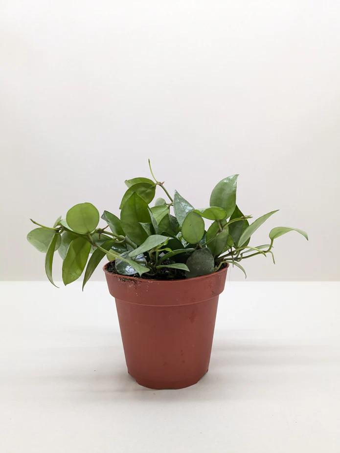 Hoya 'Krohniana Super Silver' - Image 2