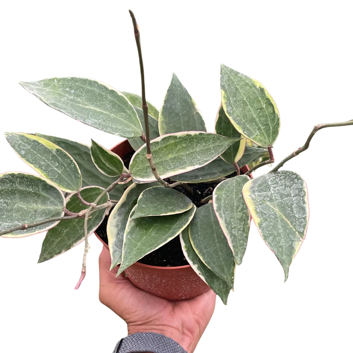 Hoya Macrophylla Variegated
