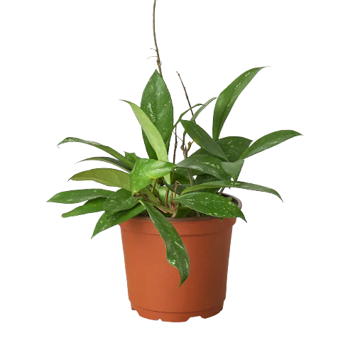 Hoya 'Publicalyx' - Image 5