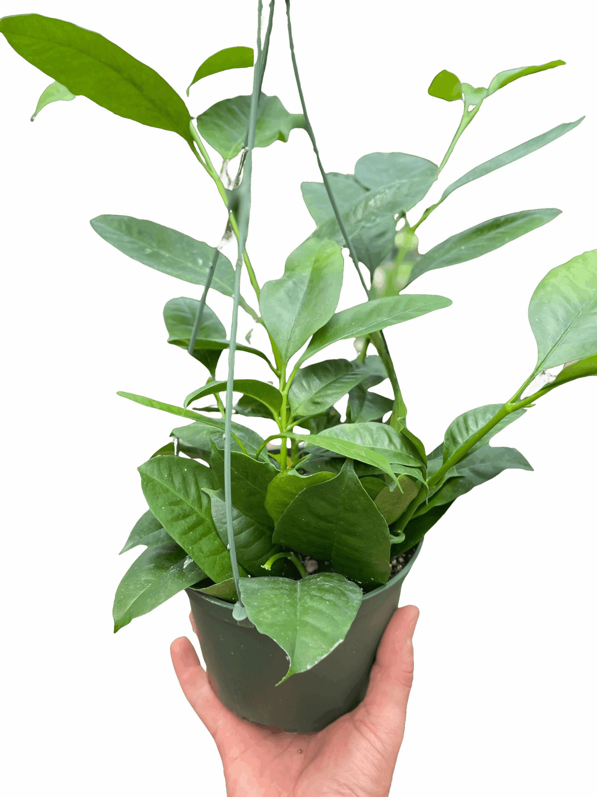 Hoya 'Shooting Star' - Image 3