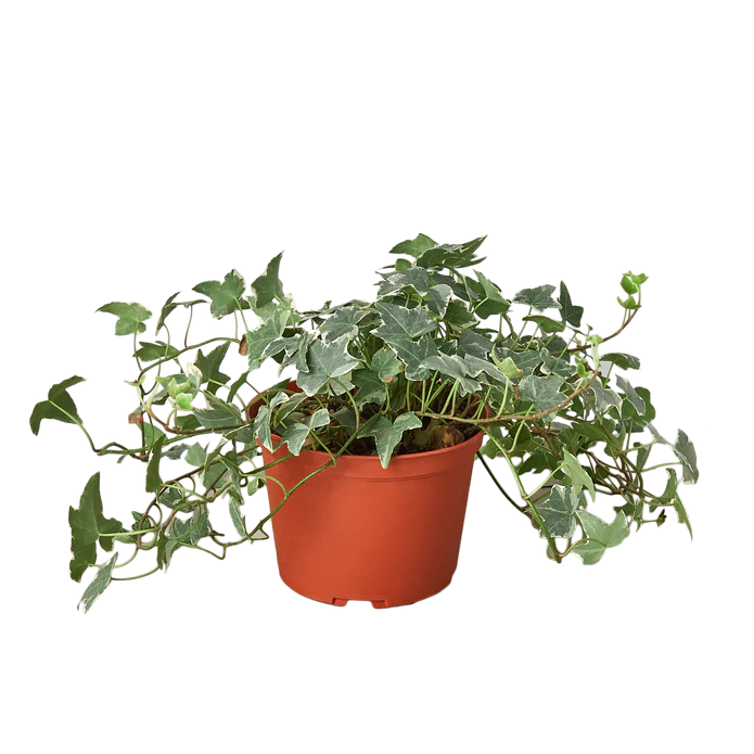 English Ivy 'Glacier' - 6" Pot - NURSERY POT ONLY