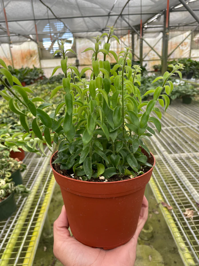 Curly Lipstick Plant - Image 6