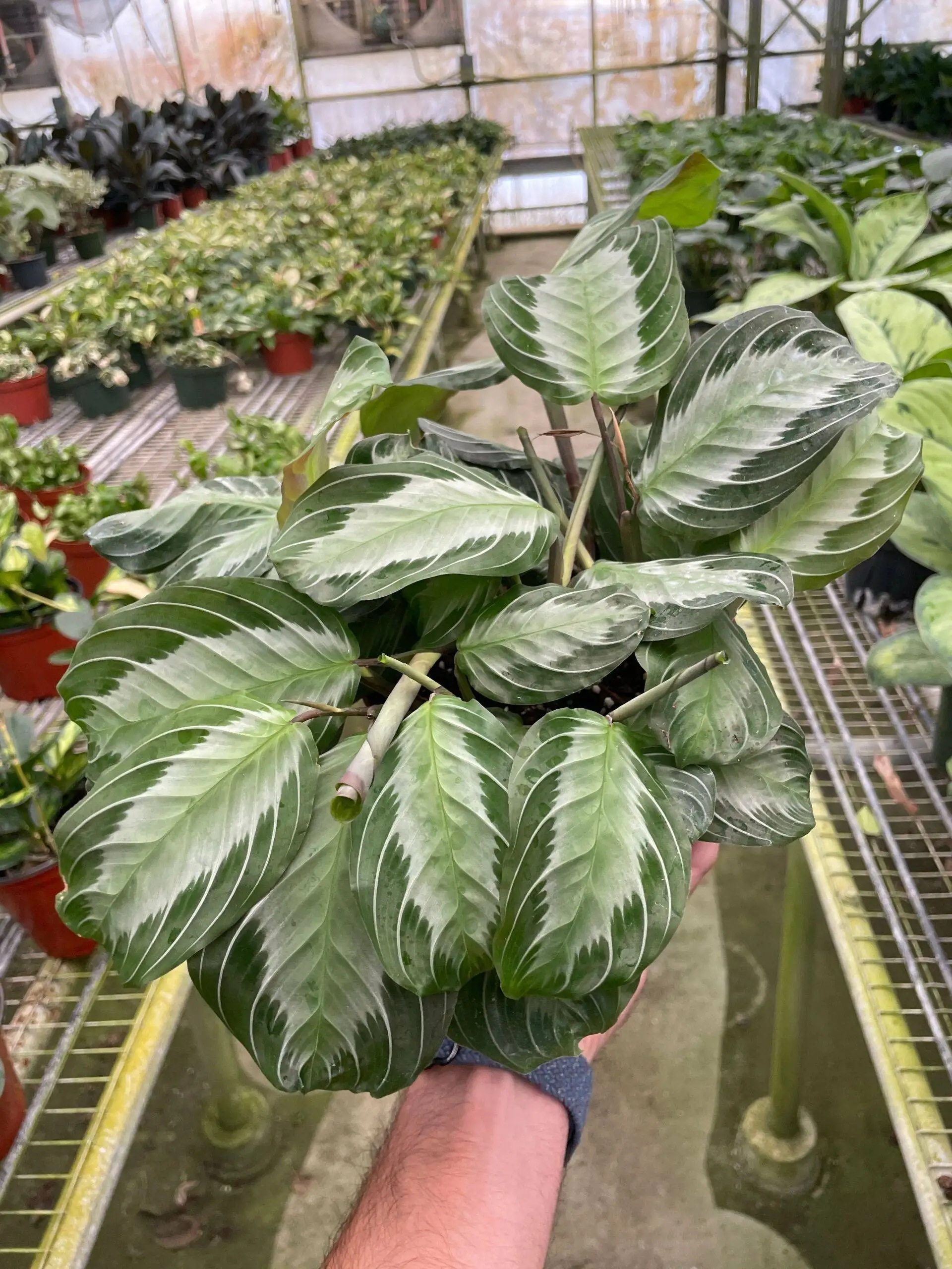 Maranta 'Silver Band' - Image 2