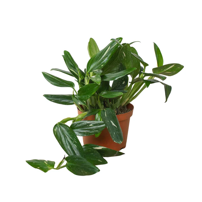 Monstera 'Standeleyana Albo Variegated' - Image 6