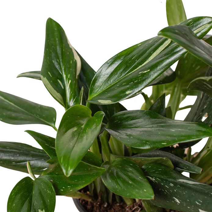 Monstera 'Standeleyana Albo Variegated' - Image 5