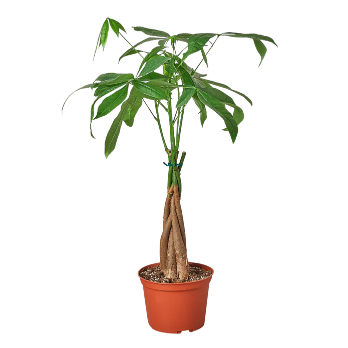 Money Tree ‘Guiana Chestnut’ Pachira Braid – 6″ Pot – NURSERY POT ONLY | House Plants for Sale - Forget Me Not Flower Market
