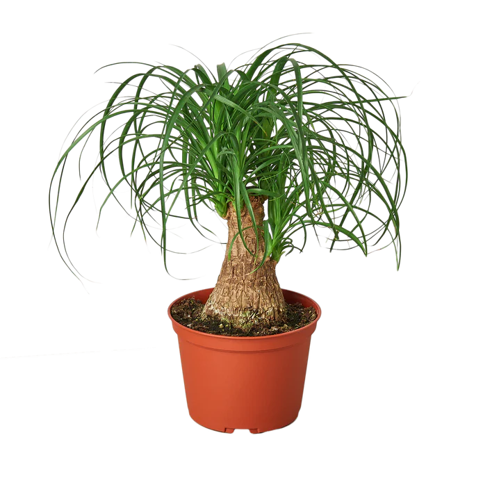 Palm Ponytail - 6" Pot - NURSERY POT ONLY