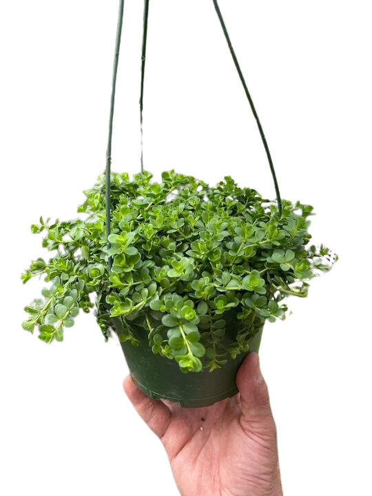 Peperomia Deppeana - Image 4