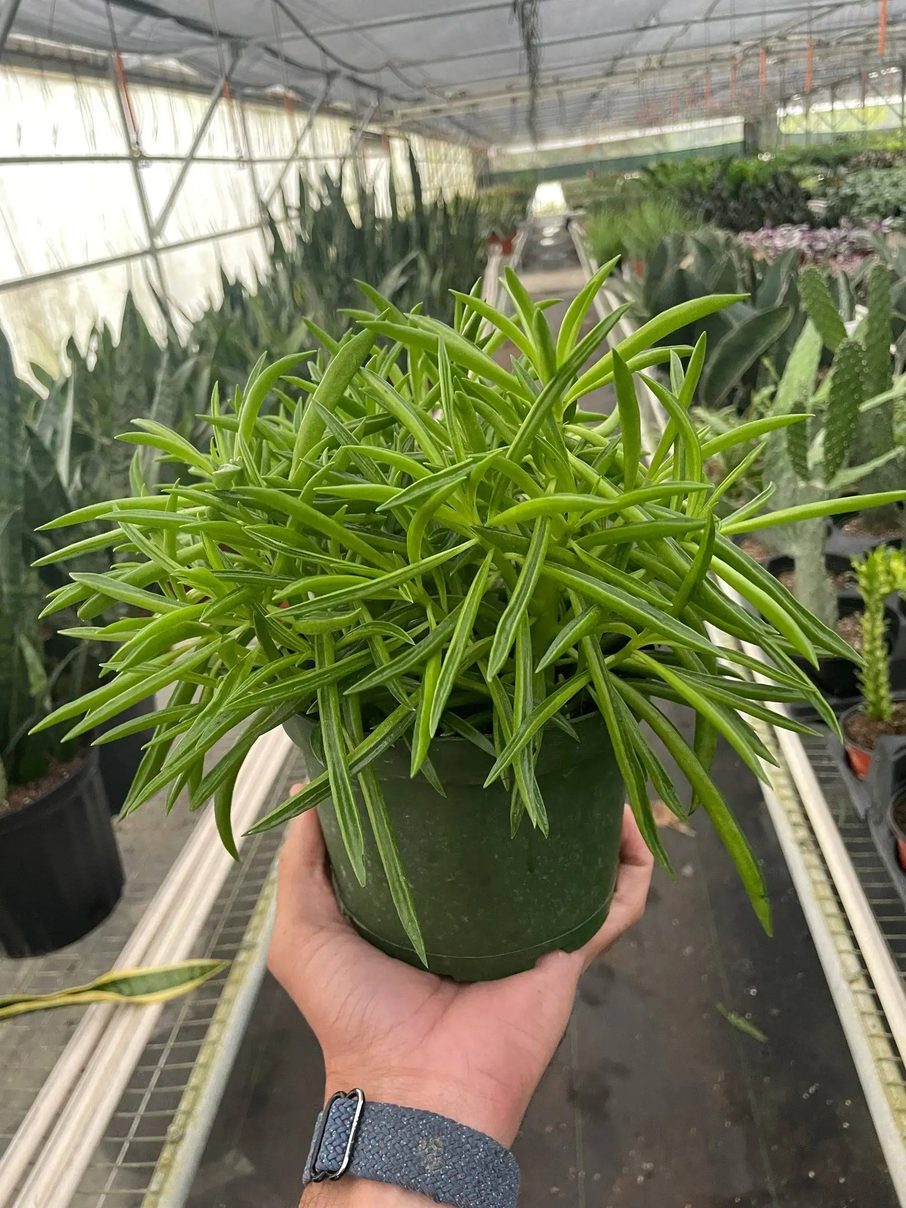 Peperomia Green Bean - Image 4