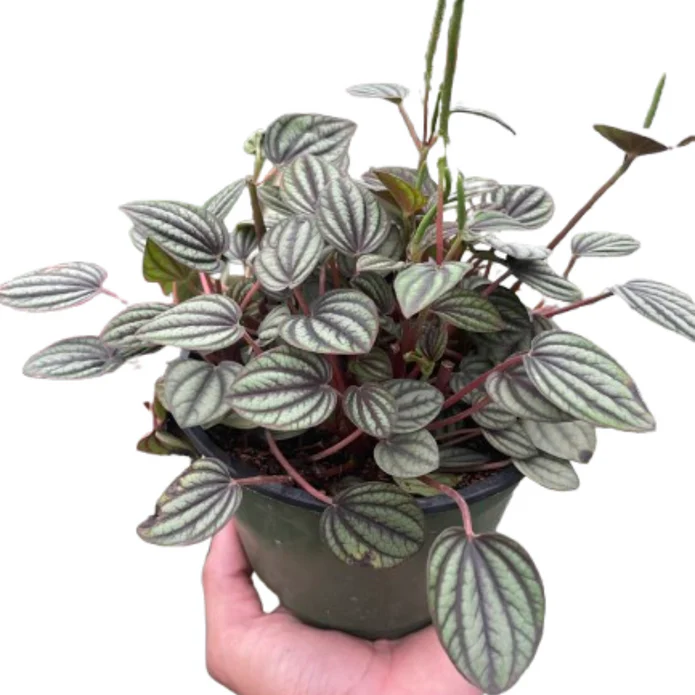 Peperomia 'Picollo Banda' - Image 2