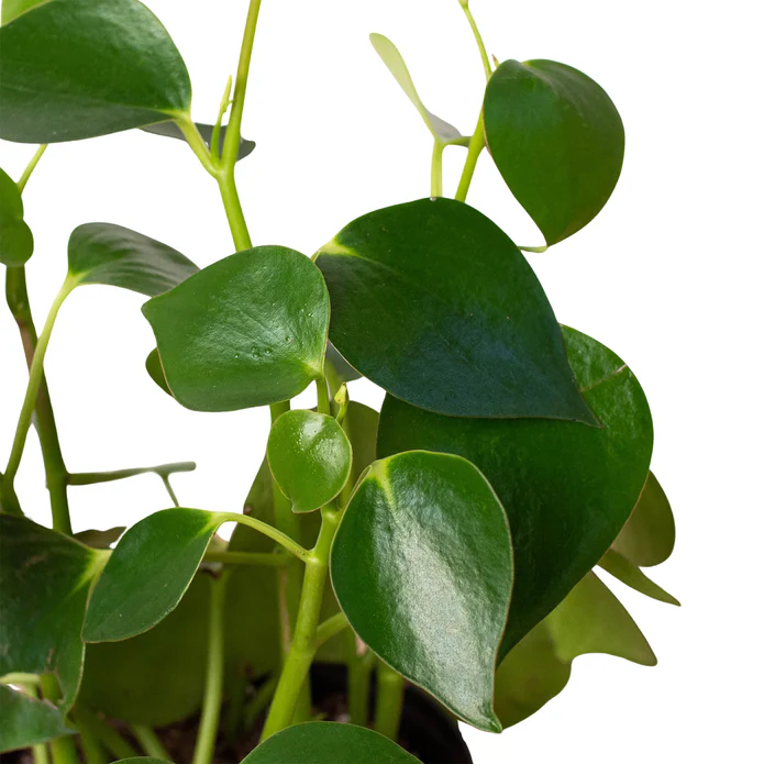 Peperomia 'Raindrop' - Image 2