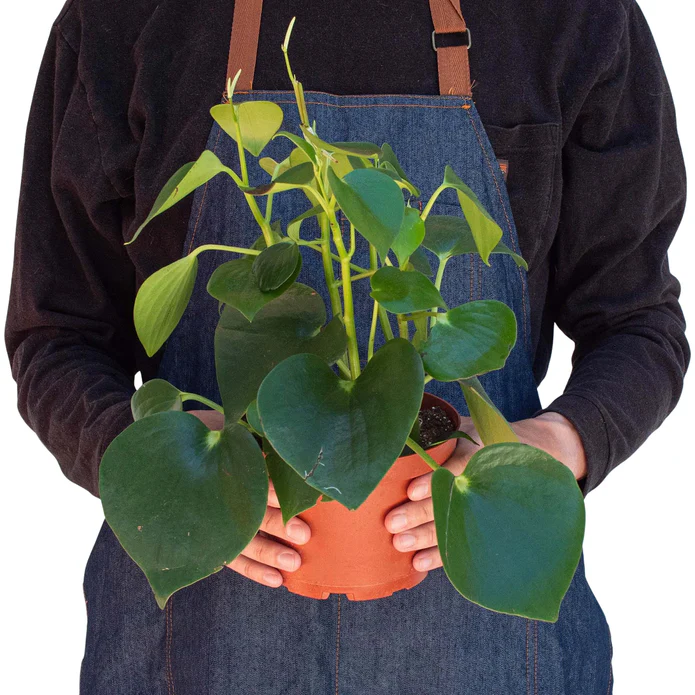 Peperomia 'Raindrop' - Image 3