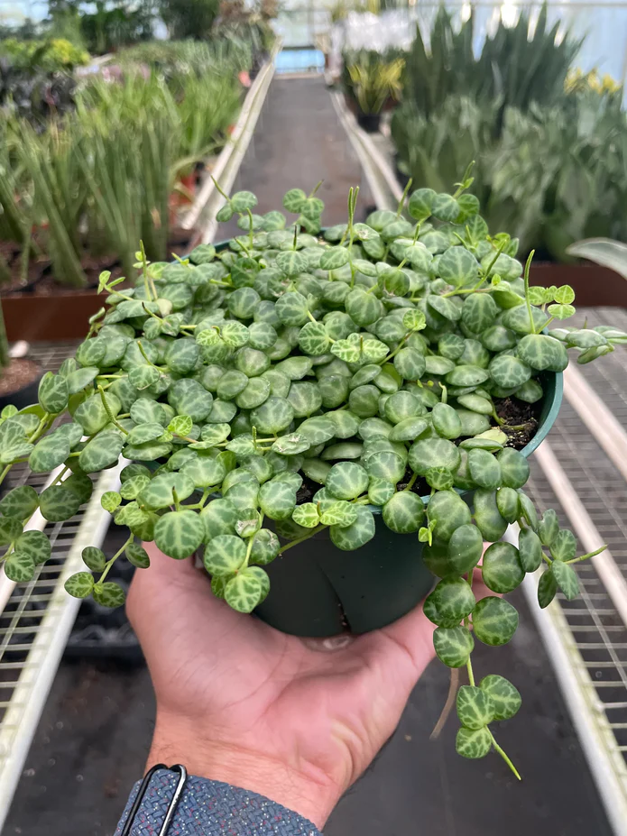 Peperomia Prostrata 'String of Turtles' - Image 4