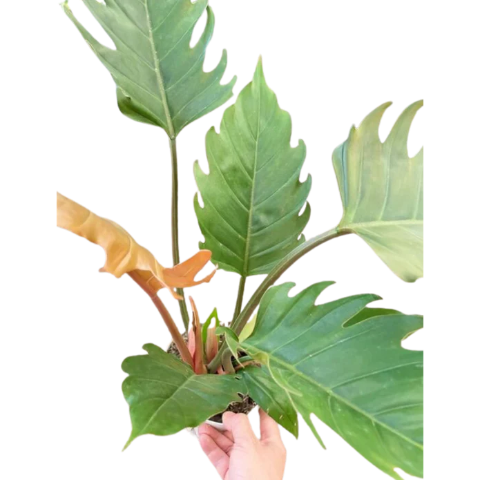 Philodendron Caramel Pluto