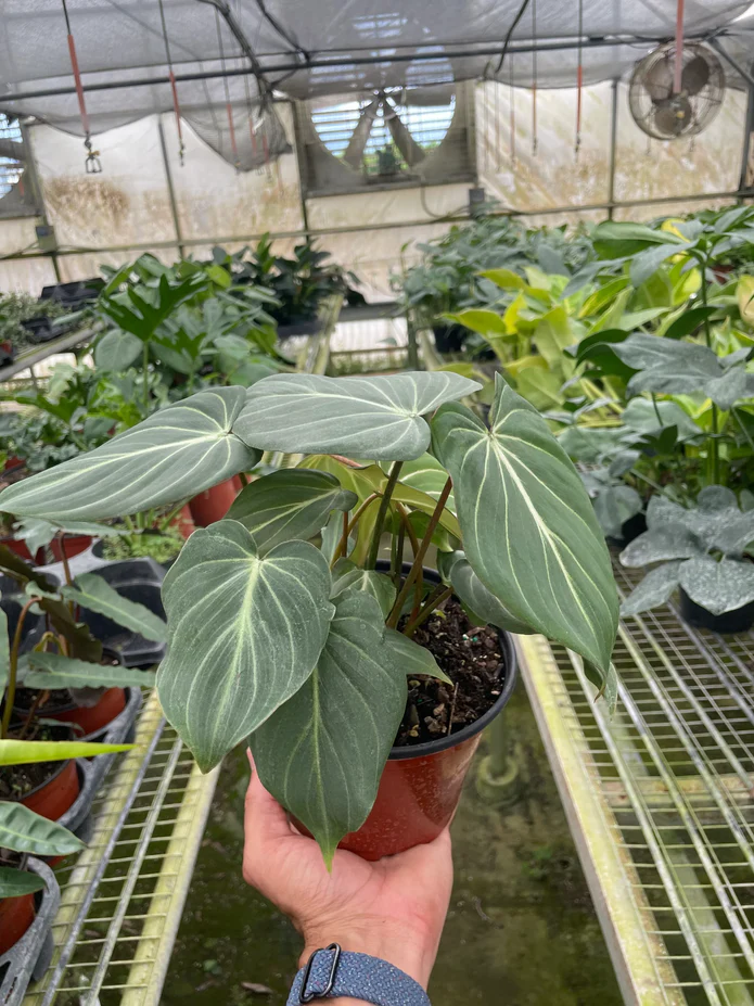 Philodendron Gloriosum - Image 3