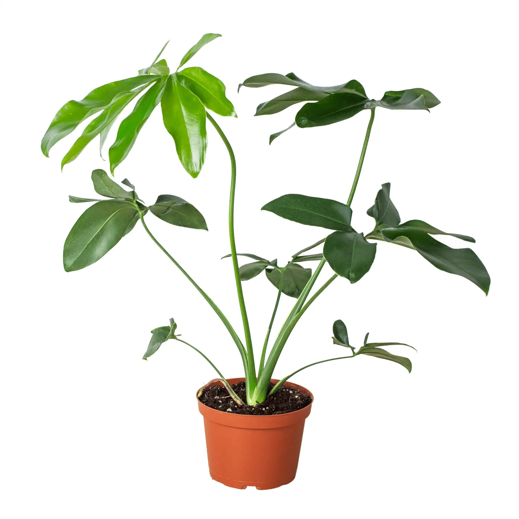 Philodendron Goeldii - Image 3