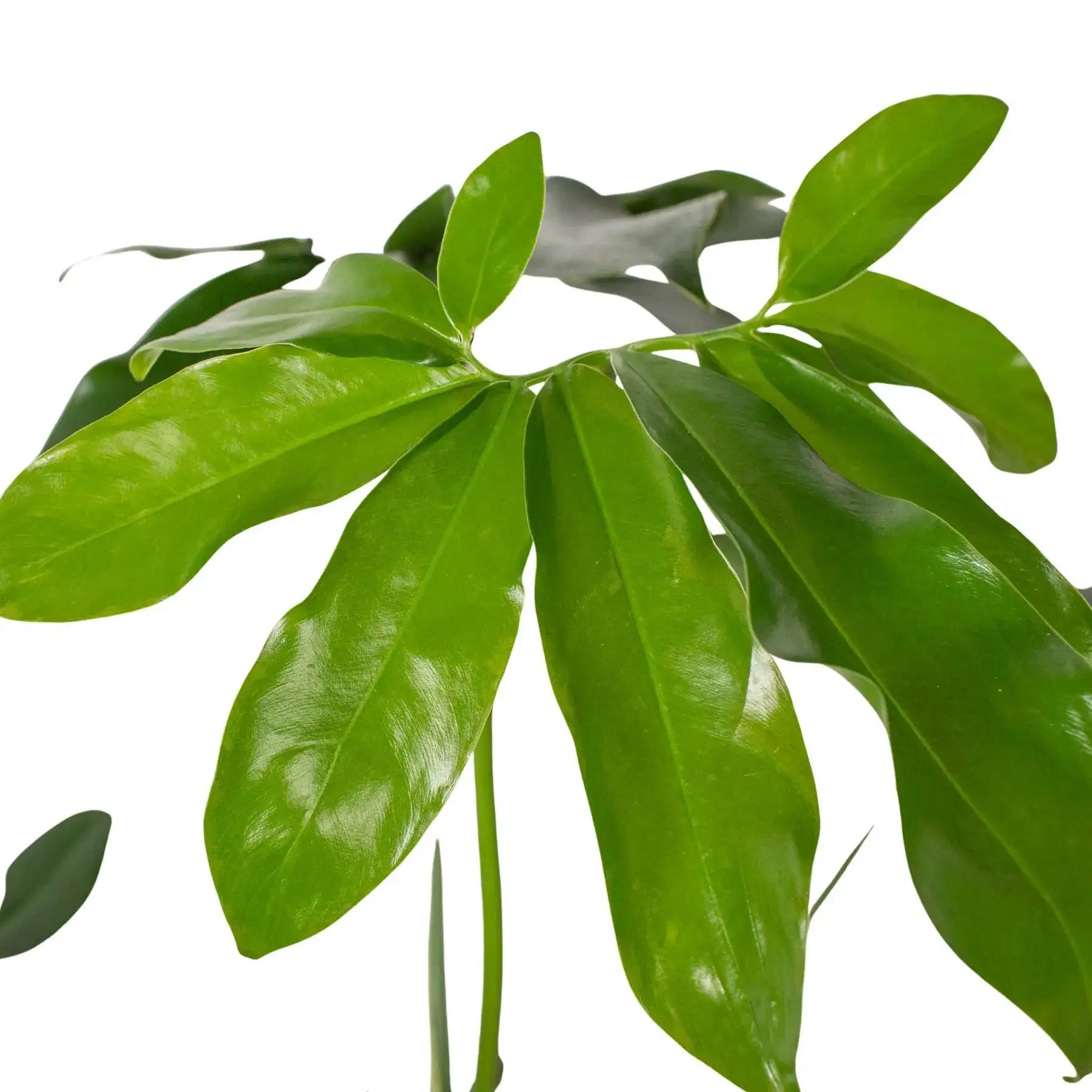 Philodendron Goeldii - Image 4