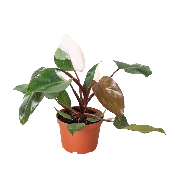 Philodendron 'Pink Princess' - Image 5
