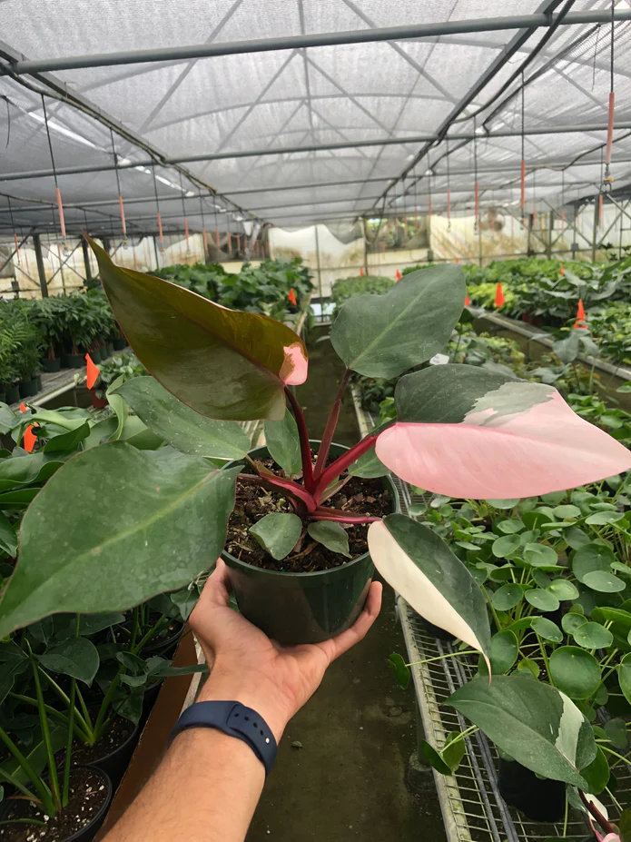 Philodendron 'Pink Princess' - Image 10