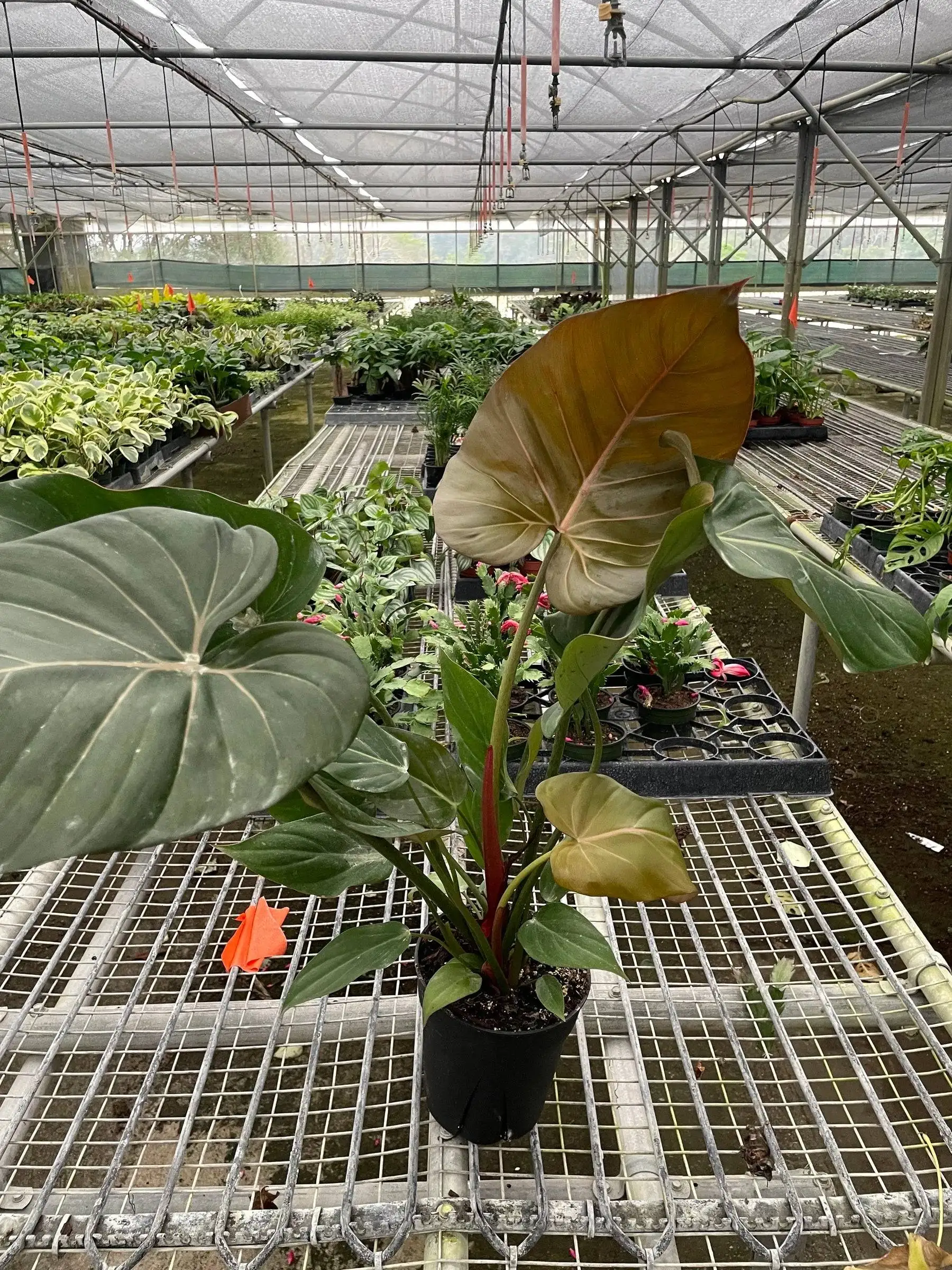 Philodendron Summer Glory - Image 4