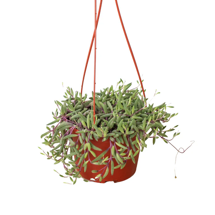 String of Rubies - 6" Pots - Image 4