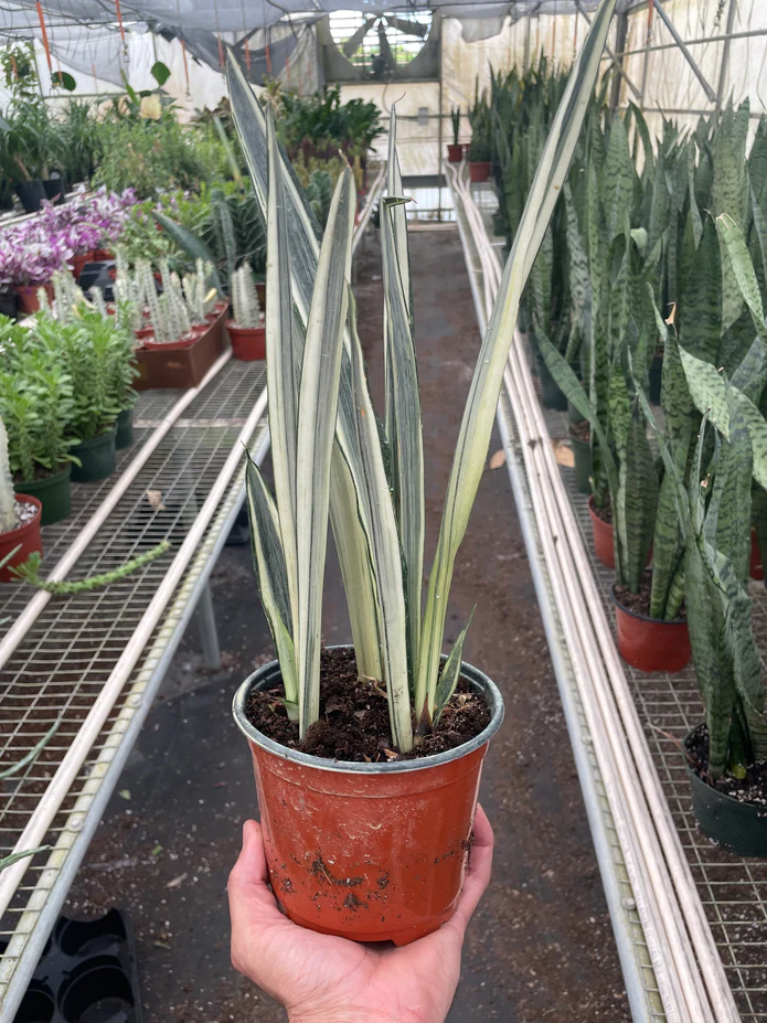 Snake 'Bantel's Sensation' - Image 3