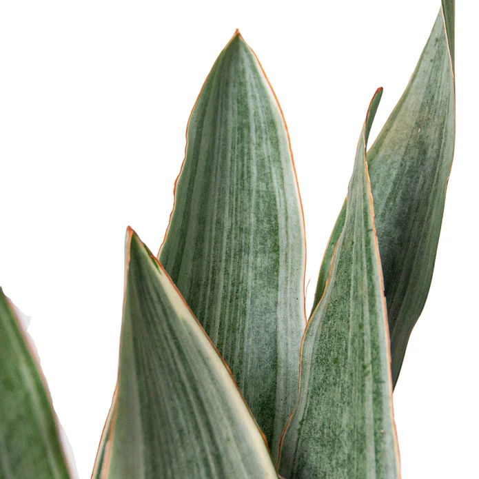 Snake Plant 'Sayuri' - Image 2