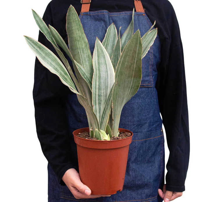 Snake Plant 'Sayuri' - Image 3