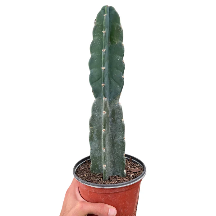 Succulent Cereus Cuddly Cactus - Image 2