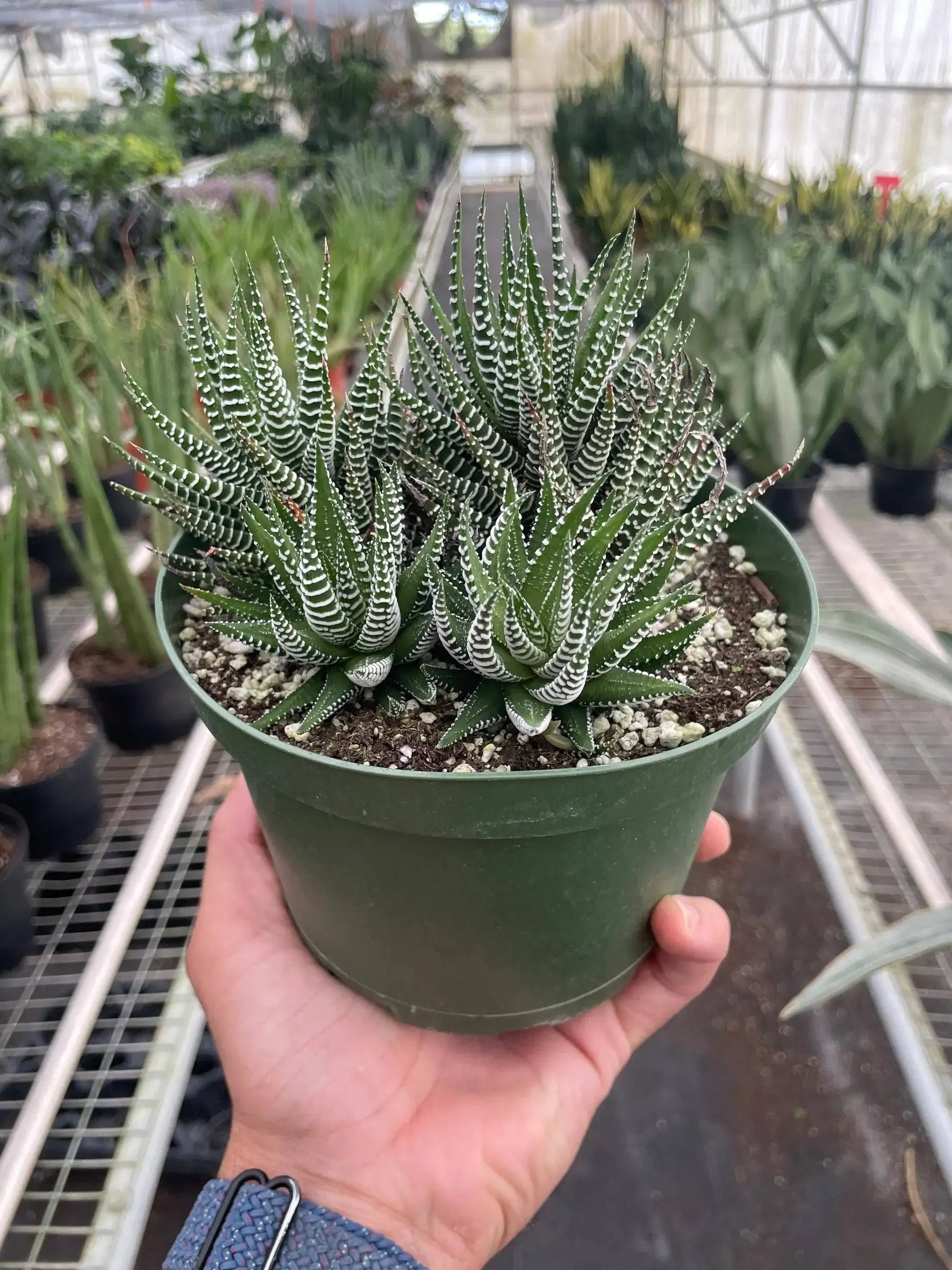 Zebra Succulent - Image 3
