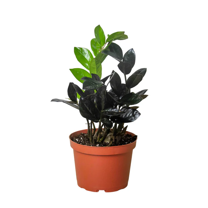 ZZ Zamioculcas 'Black Queen' - Image 2
