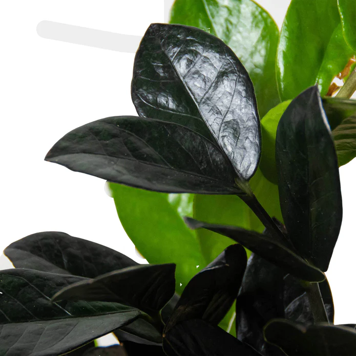 ZZ Zamioculcas 'Black Queen' - Image 3