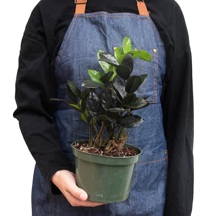 ZZ Zamioculcas 'Black Queen' - Image 3