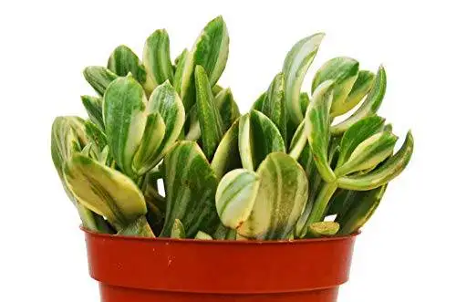 Crassula Ovata Variegated Jade Succulent