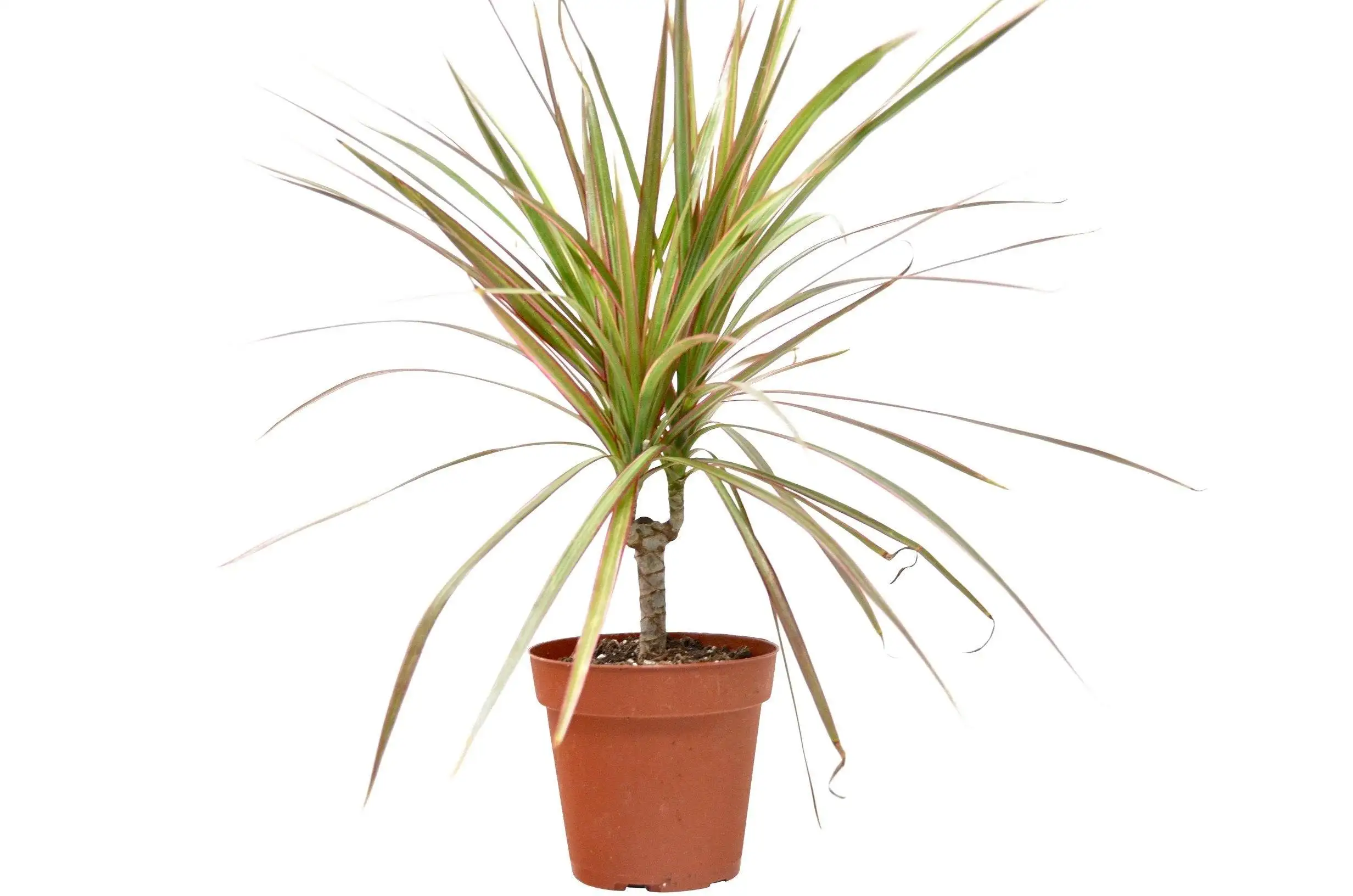 Dracaena Red Margined - 4" Pot