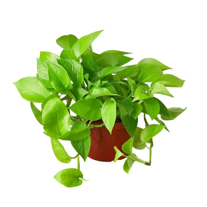 Pothos Neon - Image 2