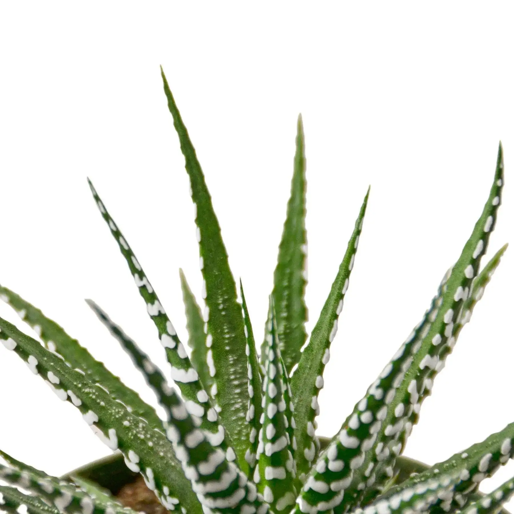 Zebra Succulent - Image 2