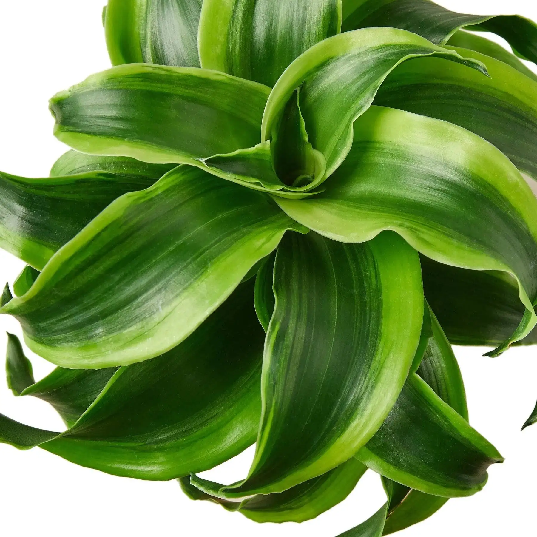 Dracaena Tornado - Image 2