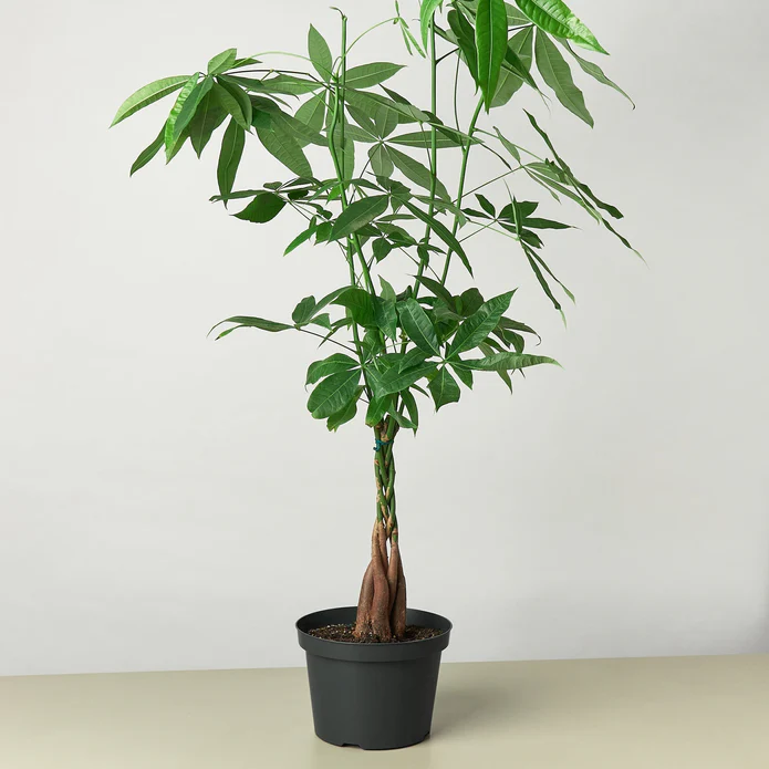 Money Tree 'Guiana Chestnut' Pachira Braid - Image 8