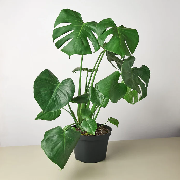 Philodendron Monstera Split-Leaf - Image 5