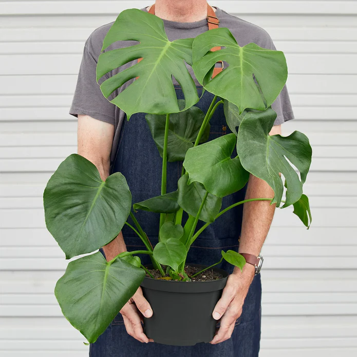 Philodendron Monstera Split-Leaf - Image 7