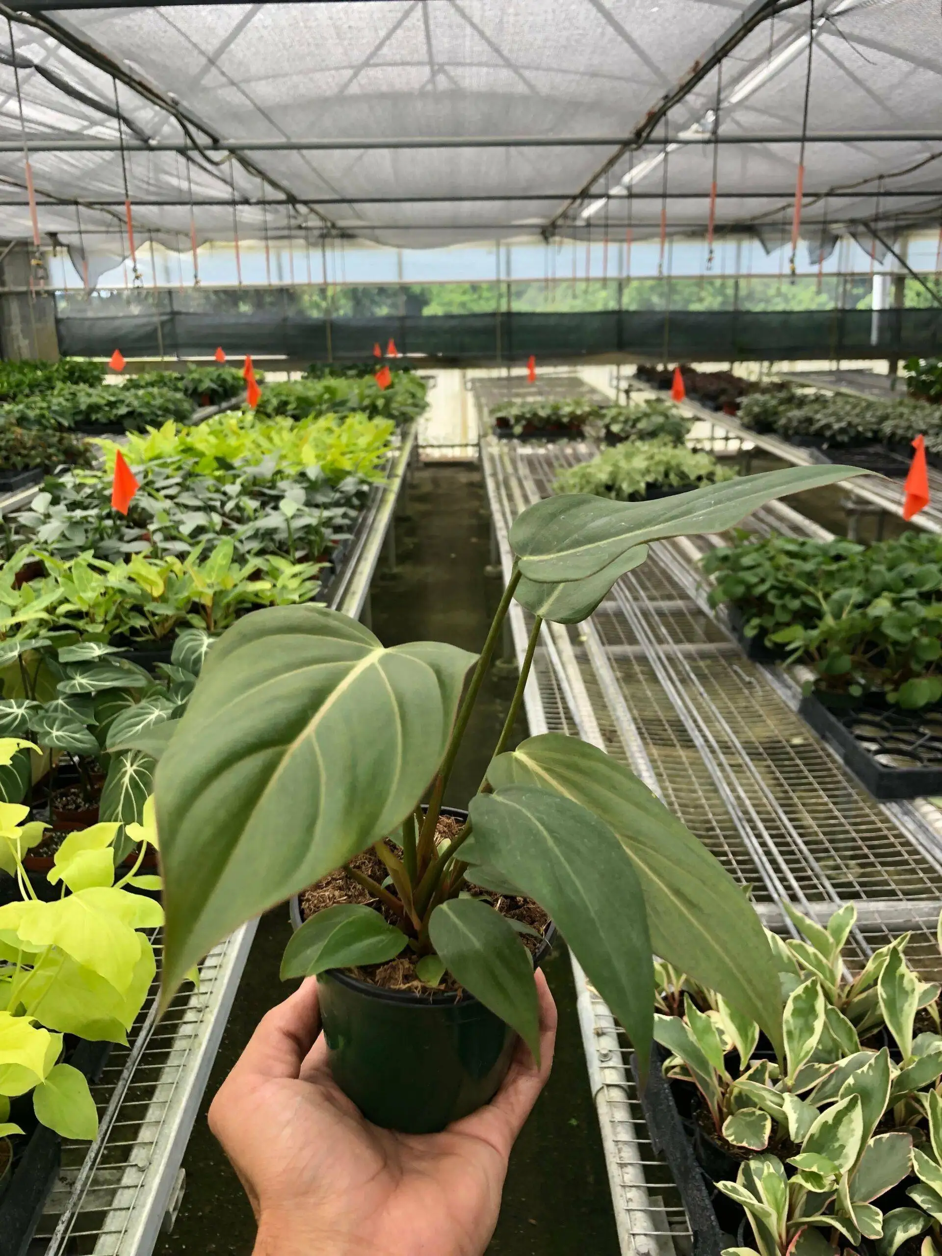 Philodendron Summer Glory - Image 3
