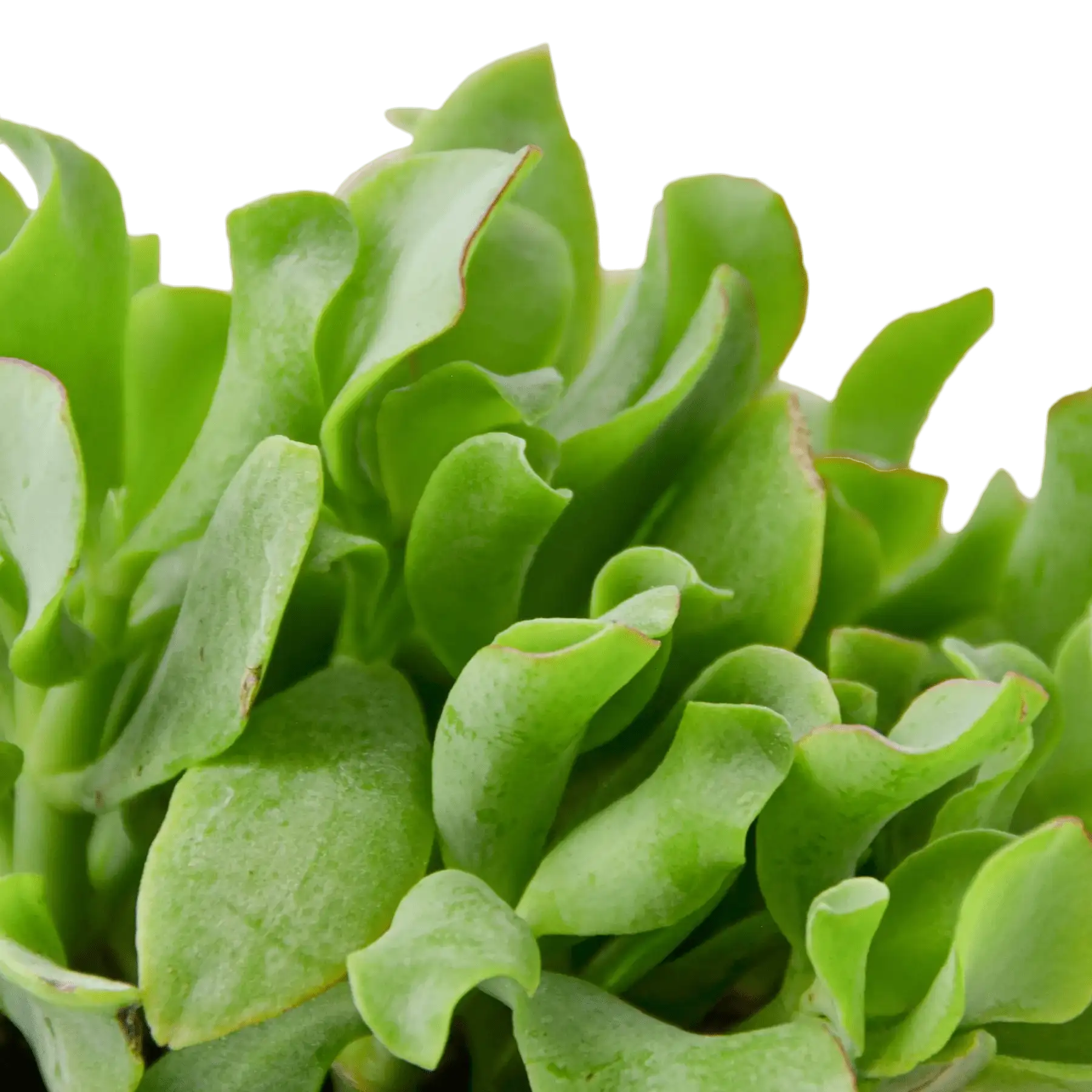 Succulent Ripple Jade - Image 2