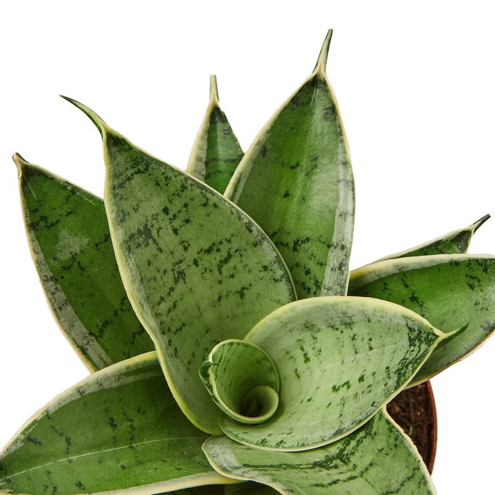 Snake Plant Starlight - Image 2