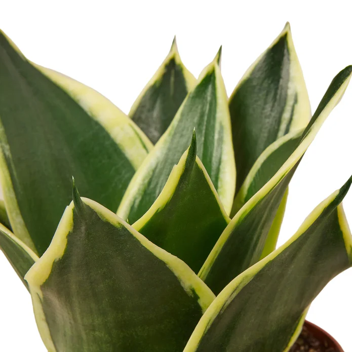 Snake Plant Black Gold - Image 2