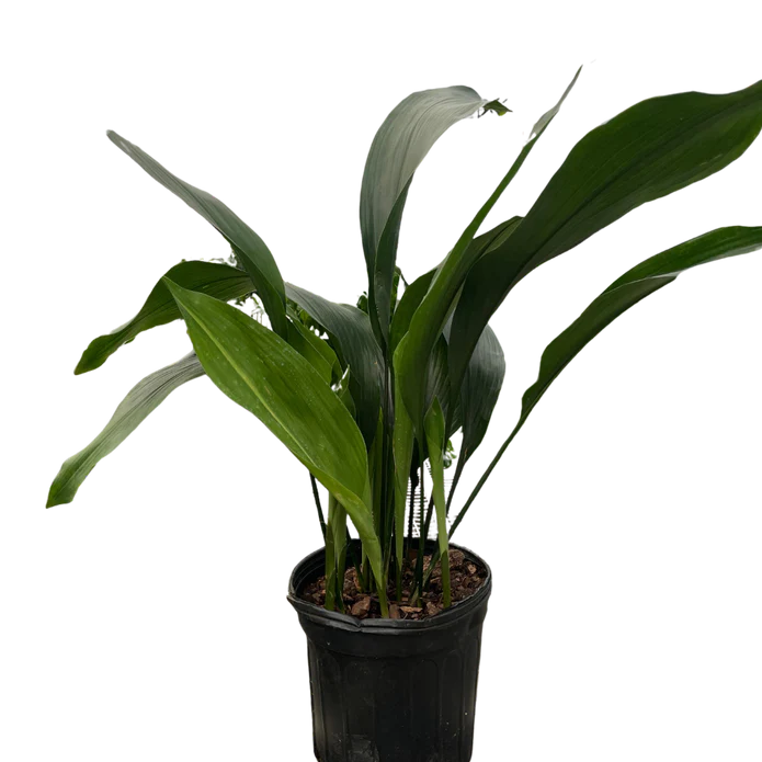 Aspidistra 'Cast Iron' - Image 2