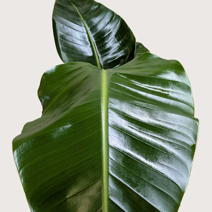 White Bird of Paradise 'Strelitzia Nicolai' - Image 5