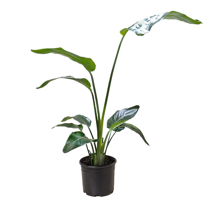 White Bird of Paradise 'Strelitzia Nicolai' - Image 4