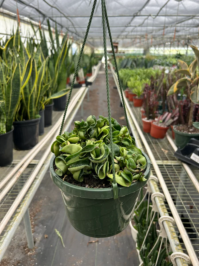 Hoya Rope Plant - Image 10