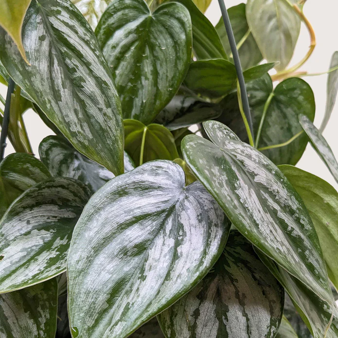 Philodendron 'Brandi' - Image 2
